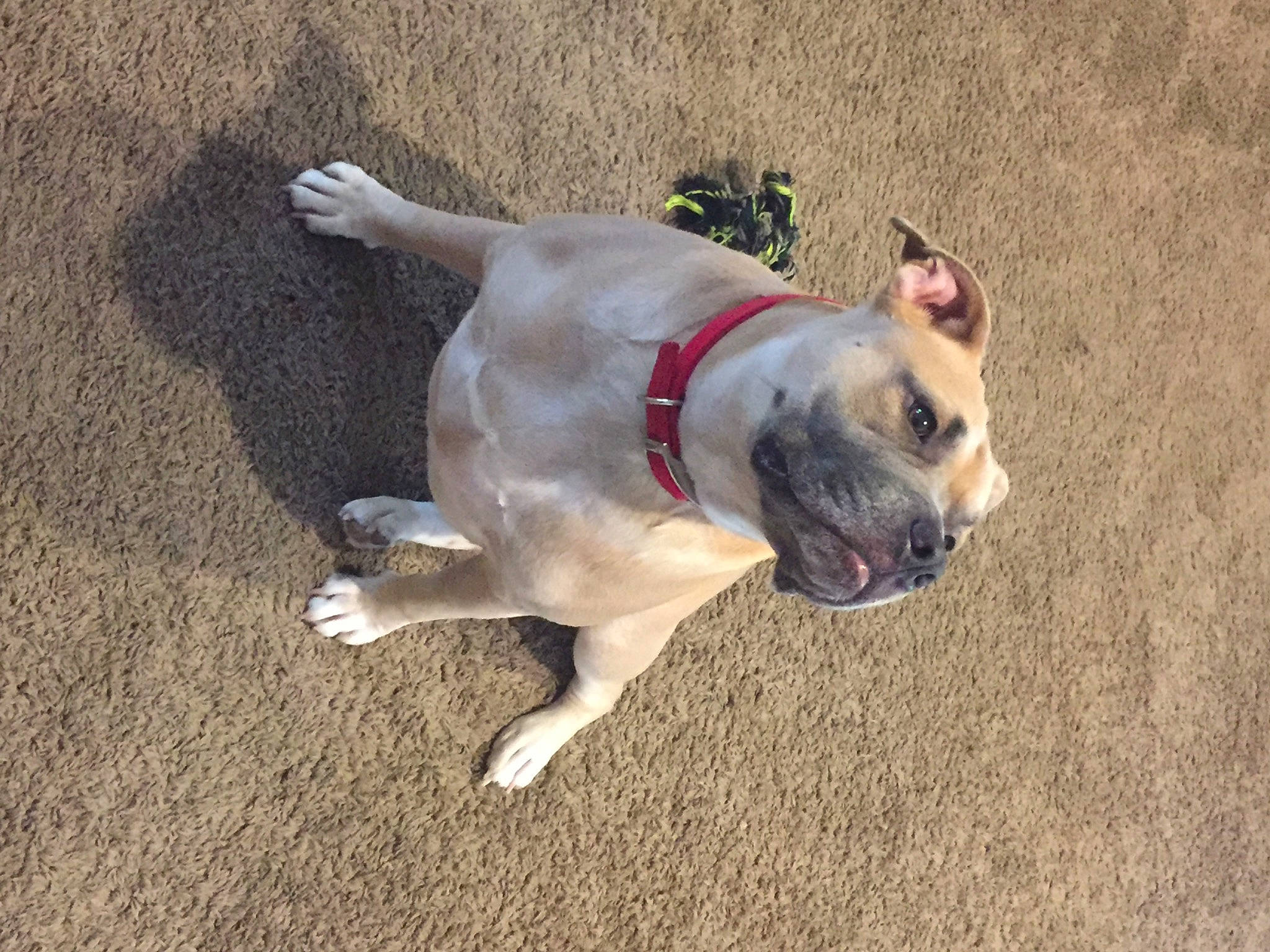 Drake is registered to the contest to win money with this photo: bulldog, carnivore, collar, companion_dog, dog, dog_breed, dog_collar, dog_supply, fawn, grass, leash, paw, plant, pug, snout, sporting_group, tail, toy_dog, vertebrate, working_animal