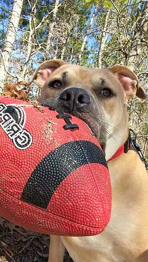 Drake is registered to the contest to win money with this photo: canidae, carnivore, collar, companion_dog, dog, dog_breed, dog_collar, dog_supply, fawn, non_sporting_group, pattern, pet_supply, snout, sporting_group, terrestrial_animal, tree, whiskers, working_animal, working_dog