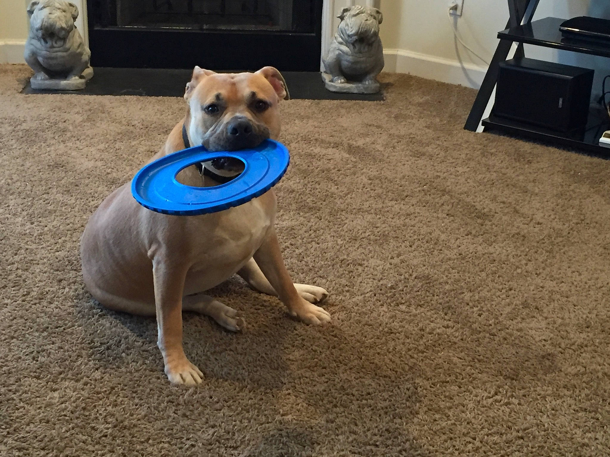 Drake joined the competition — help win amazing prizes! canidae, carnivore, comfort, companion_dog, dog, dog_breed, dog_clothes, dog_supply, electric_blue, fawn, floor, flooring, hardwood, home_appliance, pet_supply, snout, sporting_group, tail, toy_dog, working_animal