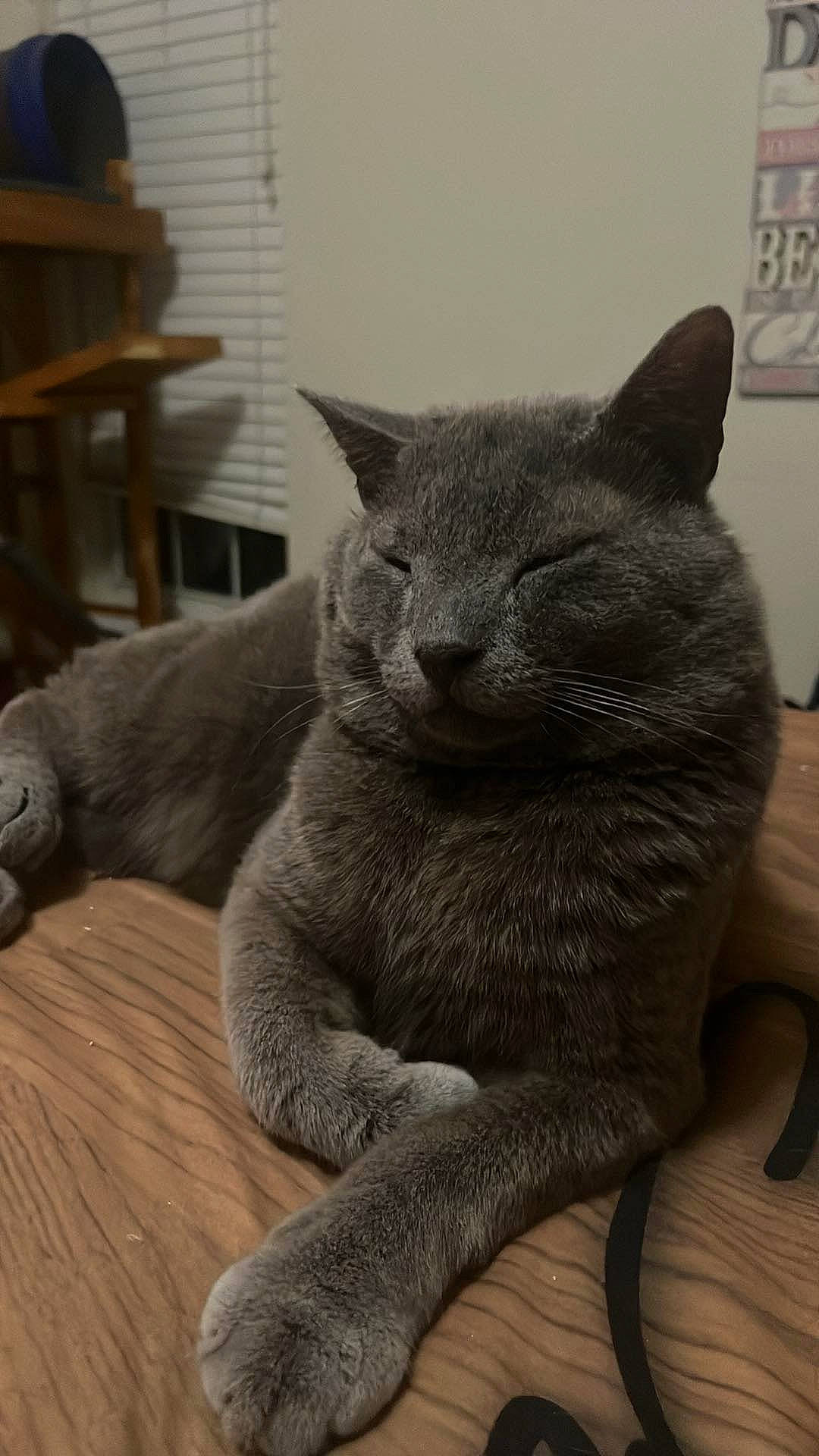 Kodiak is registered to the contest to win money with this photo: carnivore, cat, claw, comfort, domestic_short_haired_cat, felidae, fur, grey, hardwood, paw, russian_blue, sitting, small_to_medium_sized_cats, snout, tail, terrestrial_animal, whiskers, wood