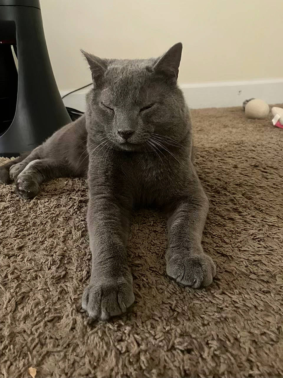 Kodiak joined the competition — help win amazing prizes! art, carnivore, cat, domestic_short_haired_cat, felidae, fur, grey, russian_blue, sculpture, small_to_medium_sized_cats, snout, tail, terrestrial_animal, whiskers