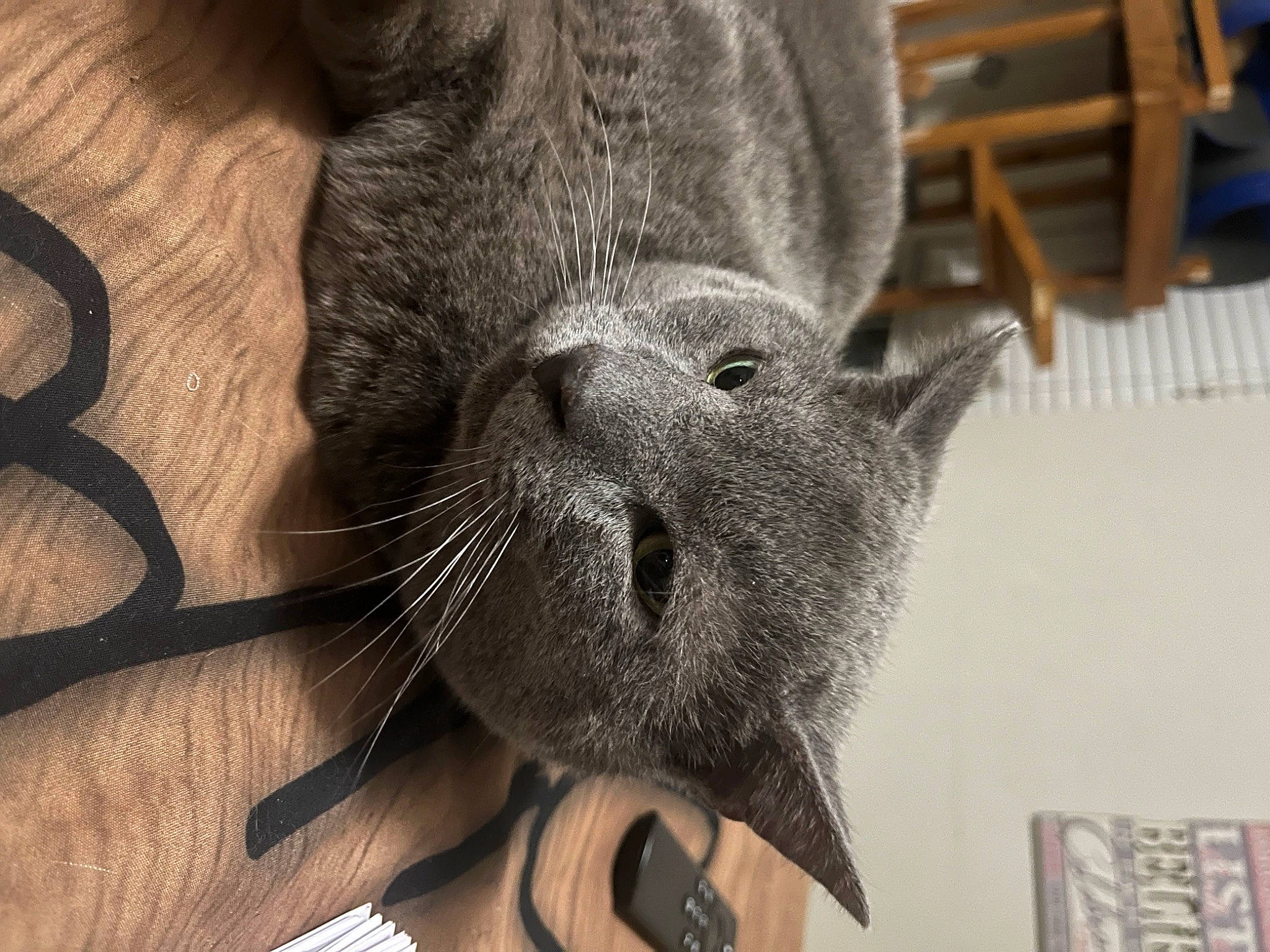 Kodiak is registered to the contest to win money with this photo: cat, claw, domestic_short_haired_cat, ear, felidae, foot, fur, grey, paw, small_to_medium_sized_cats, snout, tail, terrestrial_animal, whiskers, wildlife, working_animal, wrinkle