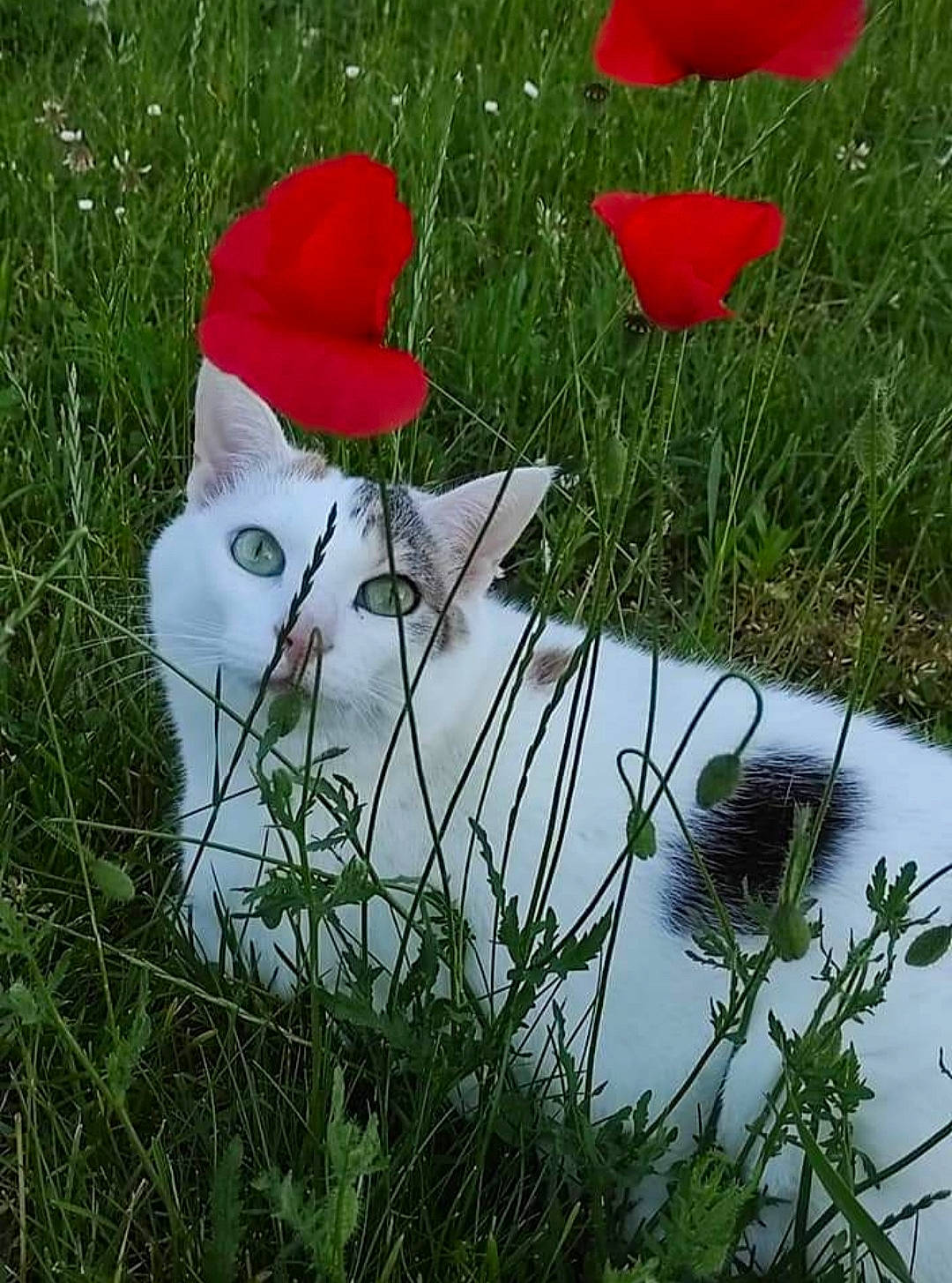 Aya participe au concours pour gagner de l'argent avec cette photo : annual_plant, art, carmine, flower, flowering_plant, grass, grass_family, grassland, groundcover, happy, herbaceous_plant, landscape, lawn, lawn_ornament, meadow, natural_landscape, people_in_nature, petal, plant, shrub