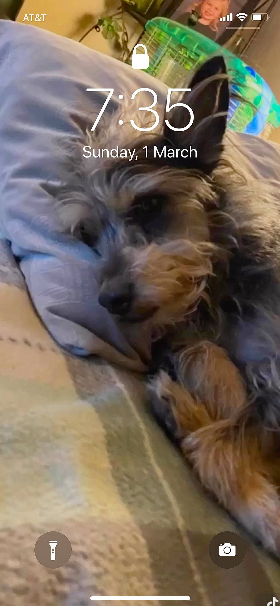 Frankie joined the competition — help win amazing prizes! australian_silky_terrier, australian_terrier, canidae, carnivore, companion_dog, dog, dog_breed, mammal, morkie, norfolk_terrier, norwich_terrier, puppy, puppy_love, rare_breed_dog, schnoodle, shih_tzu, small_terrier, snout, terrier, yorkshire_terrier