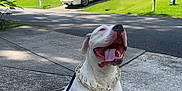 Blaze joined the competition — help win amazing prizes! dog, white_dog, sitting, tongue_out, collar, chain_collar, driveway, concrete, house, suburban, car, parked_car, grass, lawn, tree, sky, cloud, daytime, pet, happy
