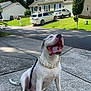 dog, white_dog, sitting, tongue_out, collar, chain_collar, driveway, concrete, house, suburban, car, parked_car, grass, lawn, tree, sky, cloud, daytime, pet, happy