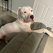 Blaze joined the competition — help win amazing prizes! dog, white_dog, couch, indoor, pet, relaxed, paw, floor, door, furniture, looking_back, calm, living_room, animal, canine, household, resting, side_view, black_nose, light