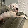 dog, white_dog, couch, indoor, pet, relaxed, paw, floor, door, furniture, looking_back, calm, living_room, animal, canine, household, resting, side_view, black_nose, light