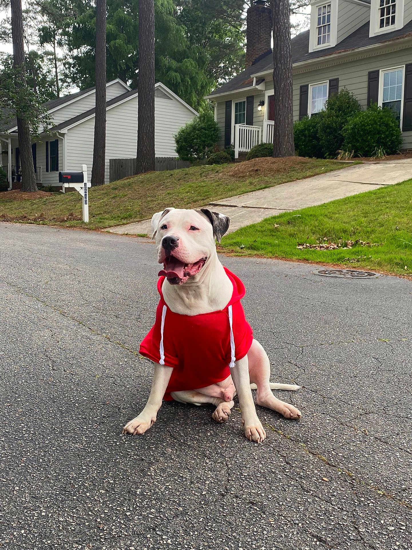 Blaze is registered to the contest to win money with this photo: dog, hoodie, red_clothing, sitting, street, suburban, house, greenery, sidewalk, canine, pet, casual, outdoor, smiling, happy, fur, animal, daytime, pavement, quiet