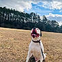 Blaze is registered to the contest to win money with this photo: dog, white_dog, happy, sitting, outdoor, field, grass, collar, leash, tongue_out, trees, sky, clouds, nature, pet, canine, smiling, daytime, animal, playful