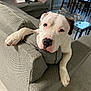 Blaze joined the competition — help win amazing prizes! dog, white_dog, couch, living_room, furniture, pet, indoor, canine, relaxed, resting, home, floor, table, chair, decor, nose, paw, ear, looking_at_camera, cozy