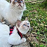cat, blue_eyes, white_fur, outdoor, grass, garden, harness, curious, whiskers, pets, nature, animal, two_cats, feline, close_up, looking_up, daylight, greenery, playful, young_cat