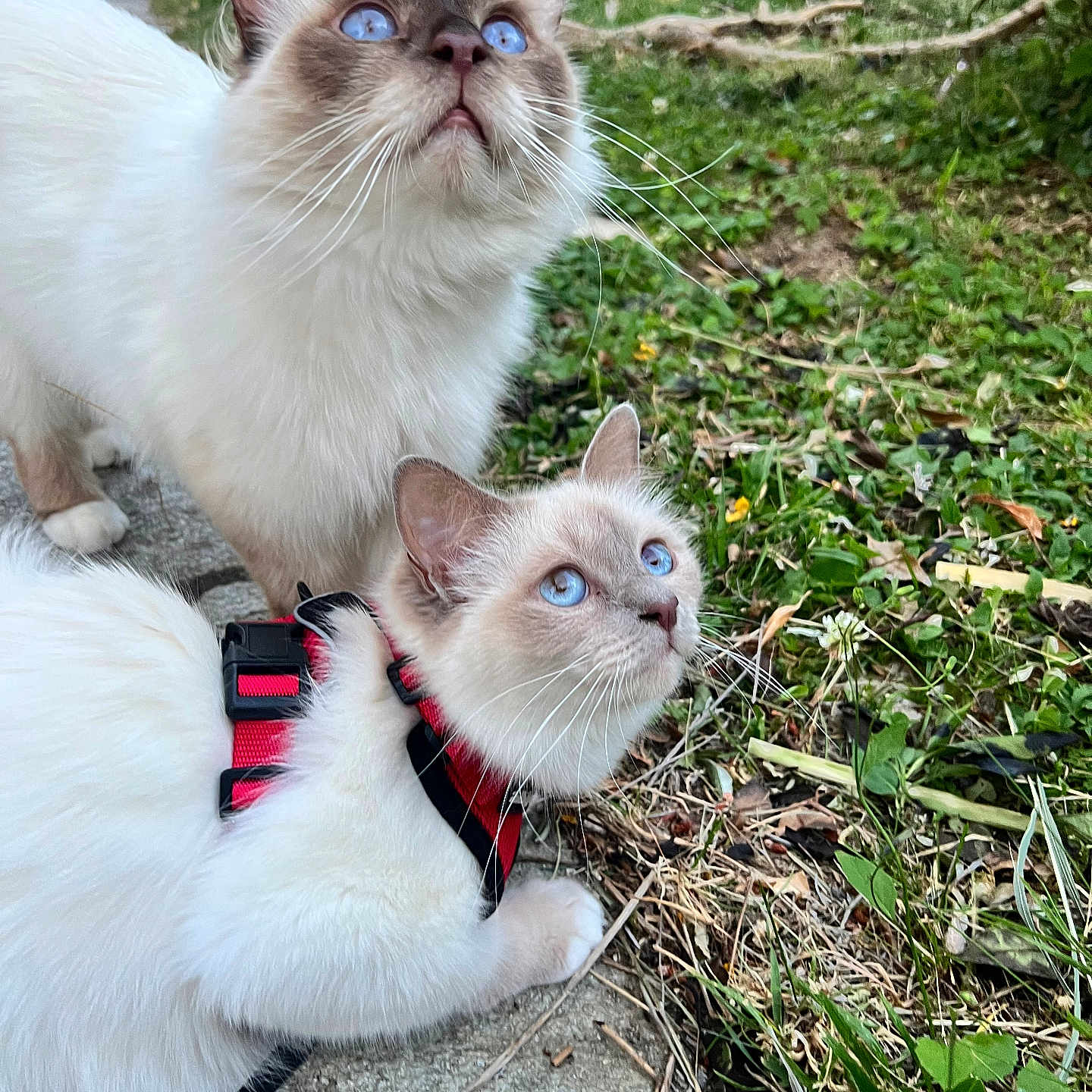 Pompon a rejoint le concours — aidez-le/la à gagner de superbes lots ! cat, blue_eyes, white_fur, outdoor, grass, garden, harness, curious, whiskers, pets, nature, animal, two_cats, feline, close_up, looking_up, daylight, greenery, playful, young_cat