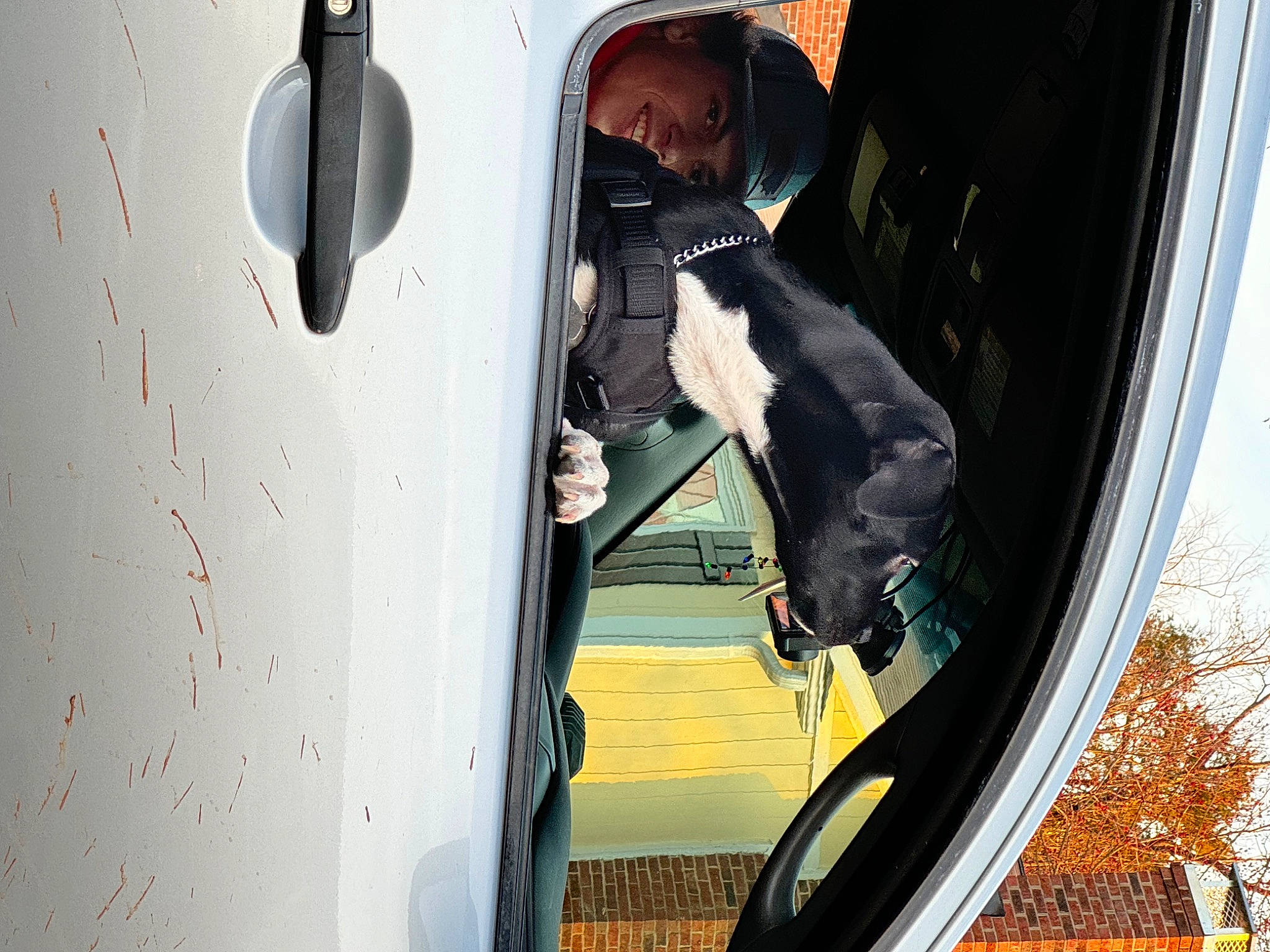 Pepper is registered to the contest to win money with this photo: auto_part, automotive_exterior, automotive_lighting, automotive_window_part, carnivore, companion_dog, dog, dog_breed, door, glass, guard_dog, machine, motor_vehicle, sporting_group, tints_and_shades, transport, vehicle_door, window, windshield