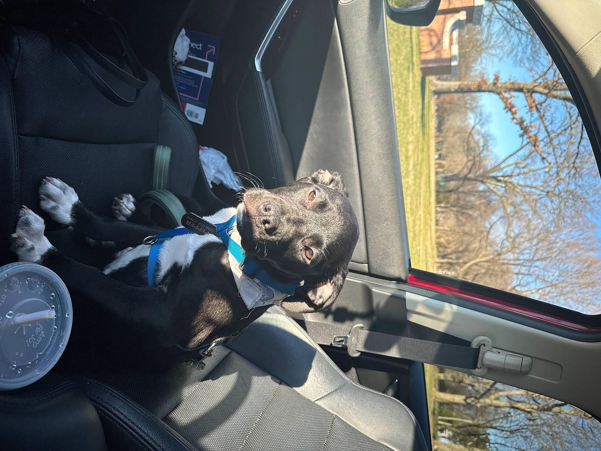 Pepper is registered to the contest to win money with this photo: auto_part, automotive_design, automotive_exterior, automotive_tire, automotive_wheel_system, car, car_seat_cover, glass, mechanical_fan, mode_of_transport, motor_vehicle, personal_luxury_car, plant, sky, steering_wheel, tire, vehicle, vehicle_door, window, windshield