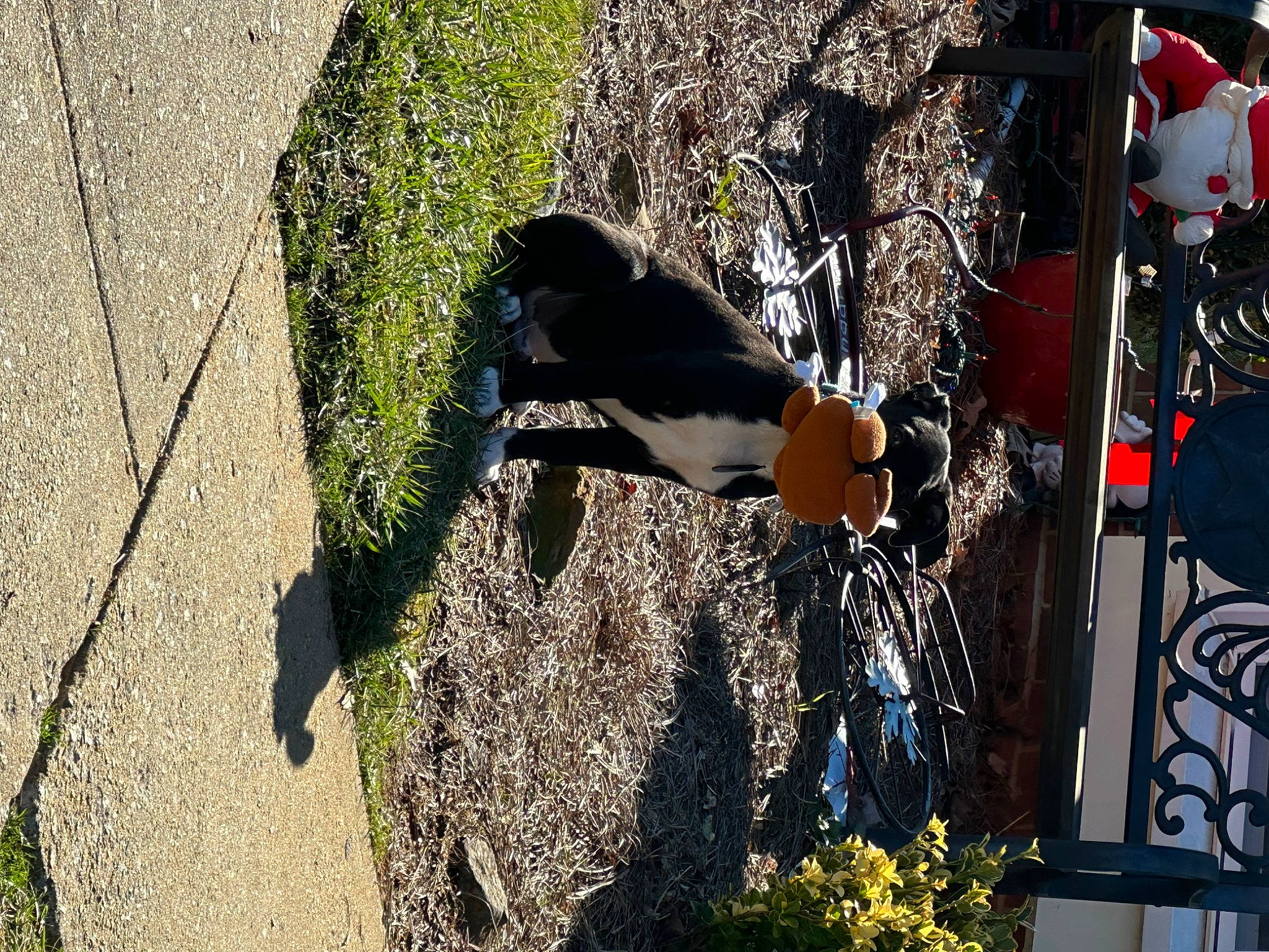 Pepper joined the competition — help win amazing prizes! art, asphalt, eyewear, grass, leisure, plant, road_surface, shadow, sidewalk, soil, sunglasses, tail, tints_and_shades, tree