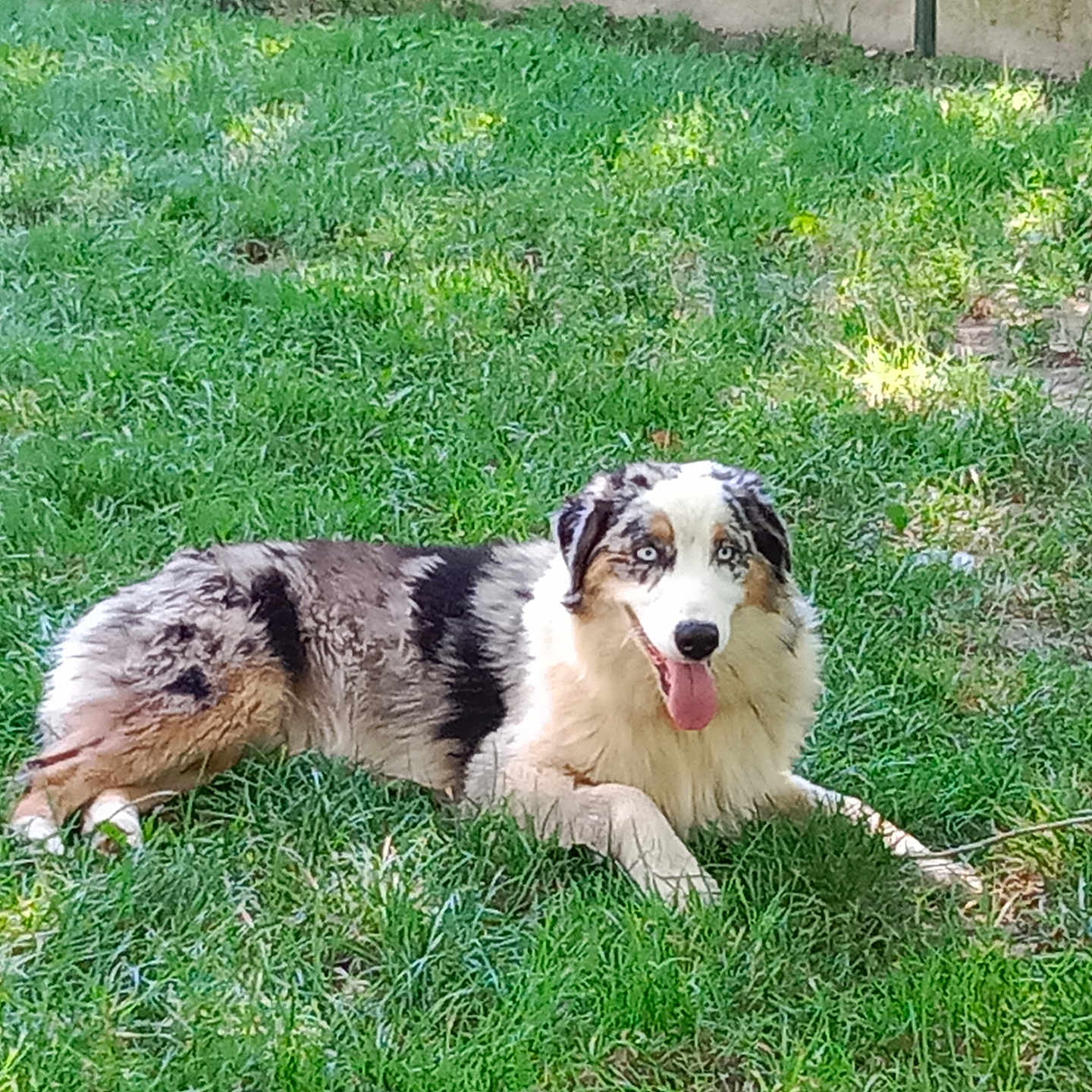 Upsy participe au concours pour gagner de l'argent avec cette photo : animal, backyard, ball, canine, collie, dog, field, football, grass, grassland, lawn, nature, outdoors, pet, plant, puppy, soccer, soccerball, sport, yard