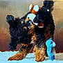 Maverick is registered to the contest to win money with this photo: animal, background_blur, black, brown, close_up, curly_fur, cute, dog, domestic_animal, fluffy_rug, fun, furry, indoor, mammal, pet, playful, standing, stuffed_toy, toy, young_dog