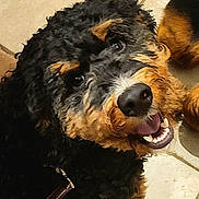Maverick is registered to the contest to win money with this photo: animal, black, brown, canine, close_up, companion, curly_hair, dog, domestic_animal, floor, fur, happy, leash, mouth, pet, portrait, smiling, teeth, tile, whiskers