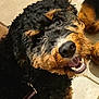 animal, black, brown, canine, close_up, companion, curly_hair, dog, domestic_animal, floor, fur, happy, leash, mouth, pet, portrait, smiling, teeth, tile, whiskers