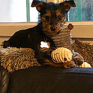 Melba participe au concours pour gagner de l'argent avec cette photo : dog, puppy, toy, plush_toy, blanket, couch, window, indoor, pet, fur, collar, dog_tag, relaxing, animal, mammal, ears, snout, paw, domestic_animal, cute