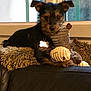 dog, puppy, toy, plush_toy, blanket, couch, window, indoor, pet, fur, collar, dog_tag, relaxing, animal, mammal, ears, snout, paw, domestic_animal, cute