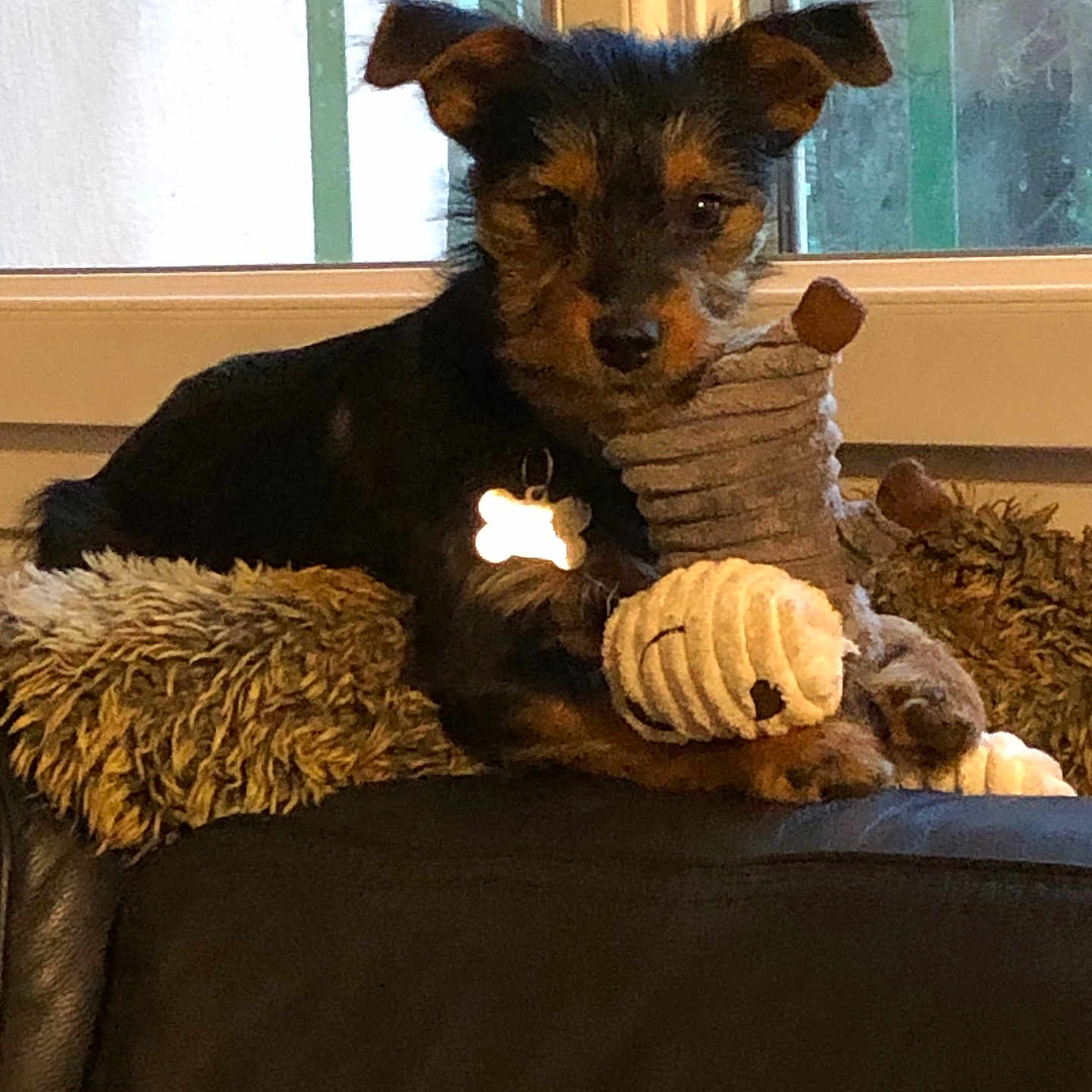 Melba participe au concours pour gagner de l'argent avec cette photo : animal, blanket, collar, couch, cute, dog, dog_tag, domestic_animal, ears, fur, indoor, mammal, paw, pet, plush_toy, puppy, relaxing, snout, toy, window