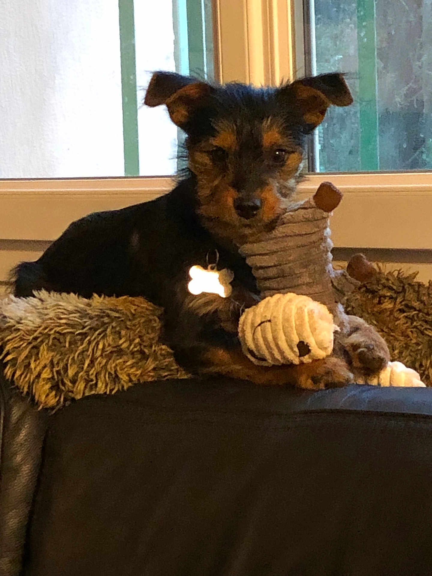 Melba participe au concours pour gagner de l'argent avec cette photo : dog, puppy, toy, plush_toy, blanket, couch, window, indoor, pet, fur, collar, dog_tag, relaxing, animal, mammal, ears, snout, paw, domestic_animal, cute