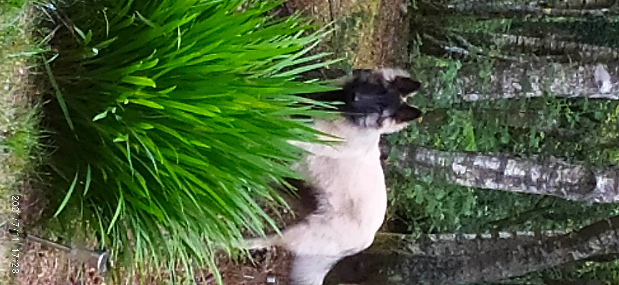 Ragnard Lothbrock a rejoint le concours — aidez-le/la à gagner de superbes lots ! carnivore, cat, conifer, dog_breed, event, evergreen, fawn, felidae, fur, grass, groundcover, houseplant, larch, plant, shortstraw_pine, small_to_medium_sized_cats, tail, terrestrial_animal, terrestrial_plant, whiskers