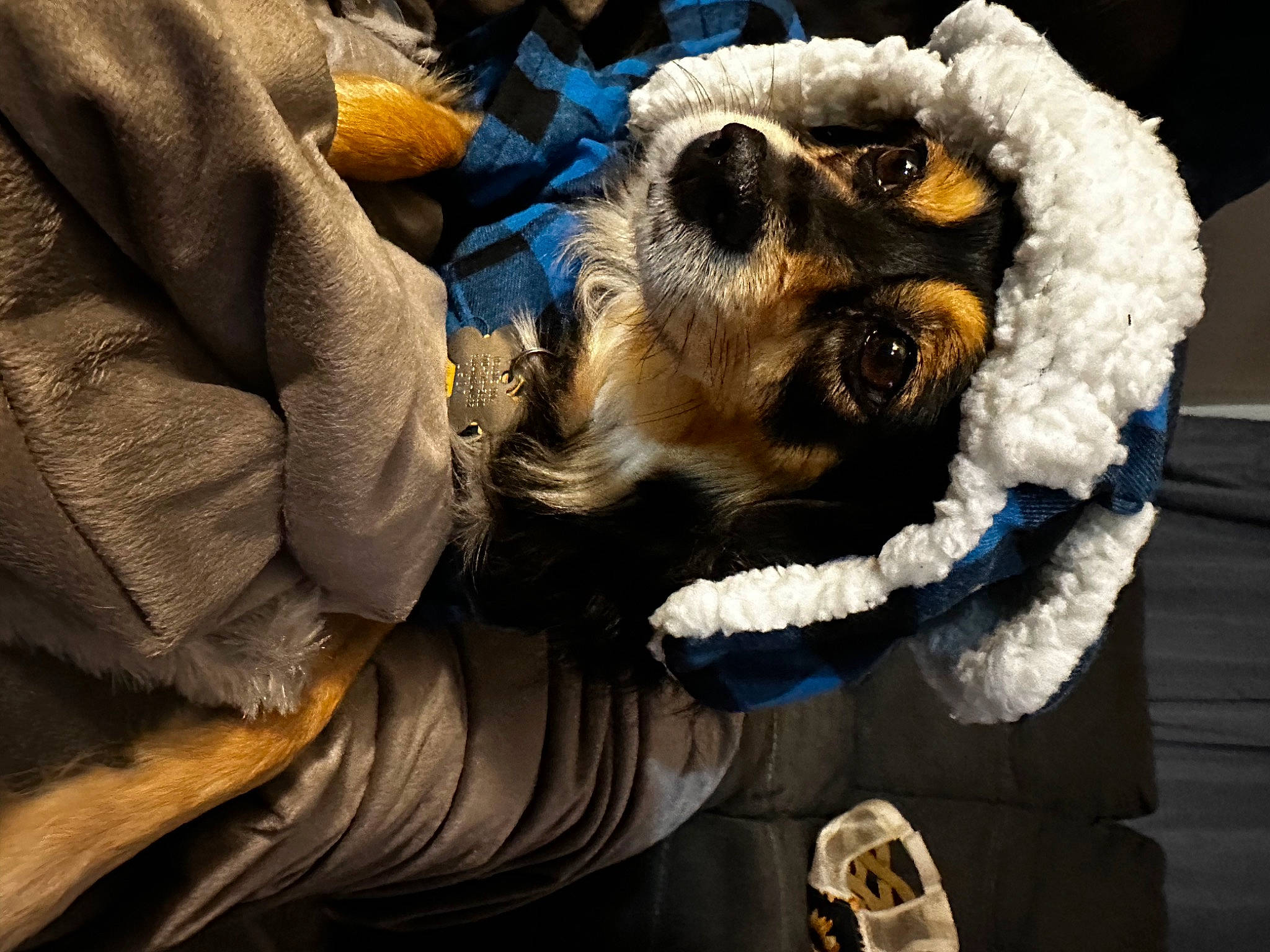 Dixie Mae is registered to the contest to win money with this photo: canidae, carnivore, companion_dog, dog, dog_breed, eyewear, fashion_accessory, fawn, fun, fur, fur_clothing, glasses, goggles, personal_protective_equipment, snout, sporting_group, sunglasses, toy, toy_dog, working_animal