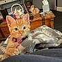 kitten, cat, orange_cat, collar, blanket, indoor, wooden_table, cozy, pet, feline, fur, cute, animal, domestic_cat, home, comfort, curious, young_cat, soft_texture, living_room