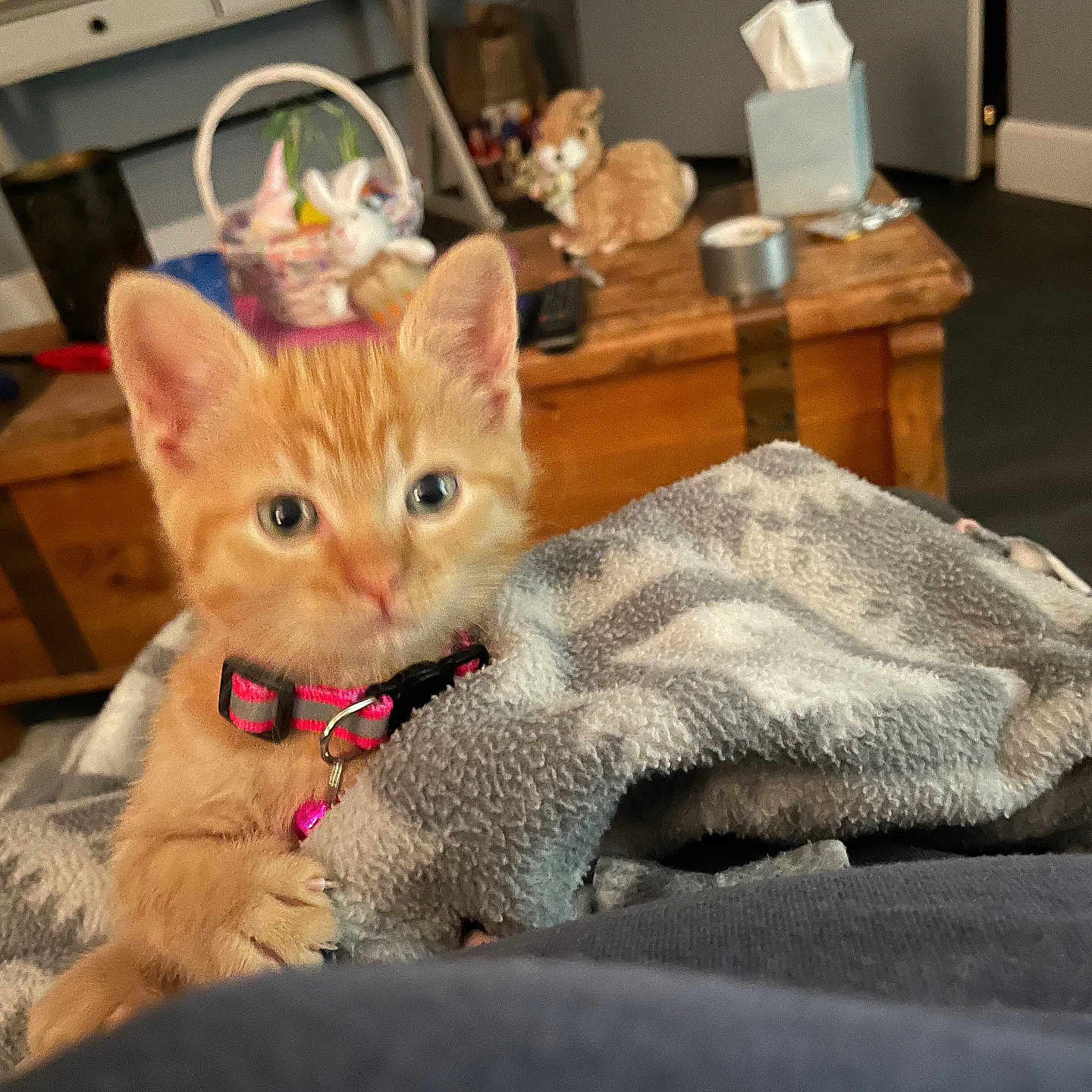 Poppy joined the competition — help win amazing prizes! animal, blanket, cat, collar, comfort, cozy, curious, cute, domestic_cat, feline, fur, home, indoor, kitten, living_room, orange_cat, pet, soft_texture, wooden_table, young_cat