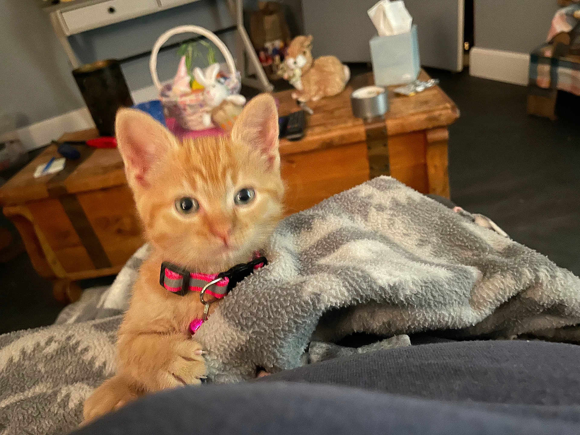 Poppy joined the competition — help win amazing prizes! kitten, cat, orange_cat, collar, blanket, indoor, wooden_table, cozy, pet, feline, fur, cute, animal, domestic_cat, home, comfort, curious, young_cat, soft_texture, living_room