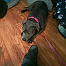 animal, blanket, collar, dog, floor, footwear, furniture, gray_dog, home, indoor, leash, paw_prints, pet_bed, pink_collar, relaxed, resting, shoe, wood, wooden_floor