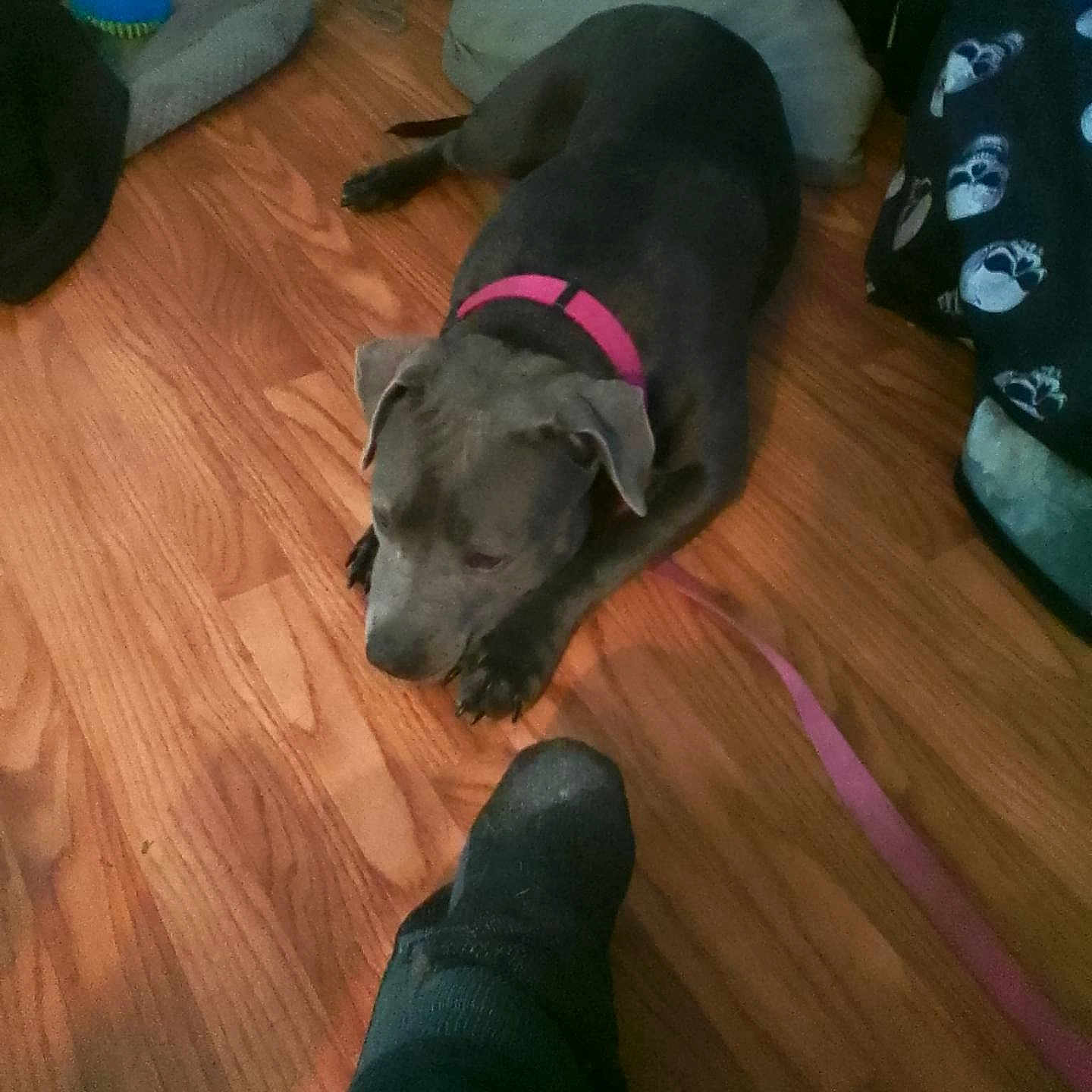 Bella