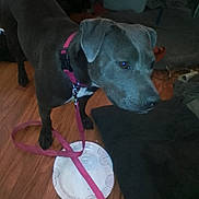 Bella is registered to the contest to win money with this photo: alert, animal, canine, collar, companion, curious, cushion, dog, domestic_animal, floor, gray_dog, household, indoor, leash, looking_away, pet, pink_collar, plate, standing, wooden_floor