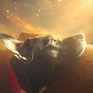Reaper is registered to the contest to win money with this photo: animal, black_dog, closeup, collar, cozy, cute, dog, ears, face, glow, indoor, light, looking_up, mystical, pet, portrait, profile, soft_light, sparkles, warm_light