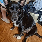 Reaper is registered to the contest to win money with this photo: animal, black_dog, brown_couch, clothes_pile, couch, dog, domestic, ears_up, footwear, furniture, household, indoor, living_room, looking_at_camera, person, pet, relaxed, sitting, white_dog, wooden_floor