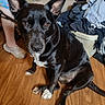 animal, black_dog, brown_couch, clothes_pile, couch, dog, domestic, ears_up, footwear, furniture, household, indoor, living_room, looking_at_camera, person, pet, relaxed, sitting, white_dog, wooden_floor