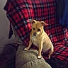 dog, couch, blanket, plaid, indoor, pet, furniture, tan_dog, small_dog, seated, cozy, home, animal, domestic_animal, fabric, red, black, brown, relaxed, quiet