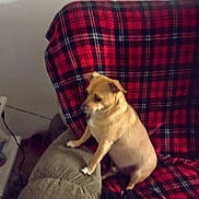 Diesel joined the competition — help win amazing prizes! dog, couch, plaid_blanket, furniture, indoor, pet, brown_dog, small_dog, seated, armrest, curious, living_room, cozy, domestic, canine, home, resting, side_view, animal, companion