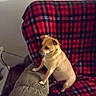 dog, couch, plaid_blanket, furniture, indoor, pet, brown_dog, small_dog, seated, armrest, curious, living_room, cozy, domestic, canine, home, resting, side_view, animal, companion