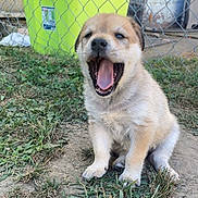 Rudis joined the competition — help win amazing prizes! puppy, dog, grass, outdoor, fence, yawning, mouth_open, young_animal, cute, pet, animal, sitting, nature, daylight, fur, canine, yard, playful, green_bin, chain_link_fence