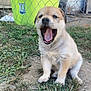 puppy, dog, grass, outdoor, fence, yawning, mouth_open, young_animal, cute, pet, animal, sitting, nature, daylight, fur, canine, yard, playful, green_bin, chain_link_fence