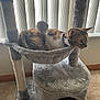 cat, calico_cat, cat_tree, hammock, indoor, carpet, vertical_blinds, pet, feline, cozy, household, animal, relaxed, curious, fur, whiskers, collar, playful, perched, soft_texture