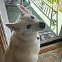 dog, white_dog, blue_eyes, indoor, glass_door, welcome_mat, carpet, curious_expression, pet, canine, house, shadow, sunlight, porch, fence, collar, close_up, looking_up, floor, domestic_animal