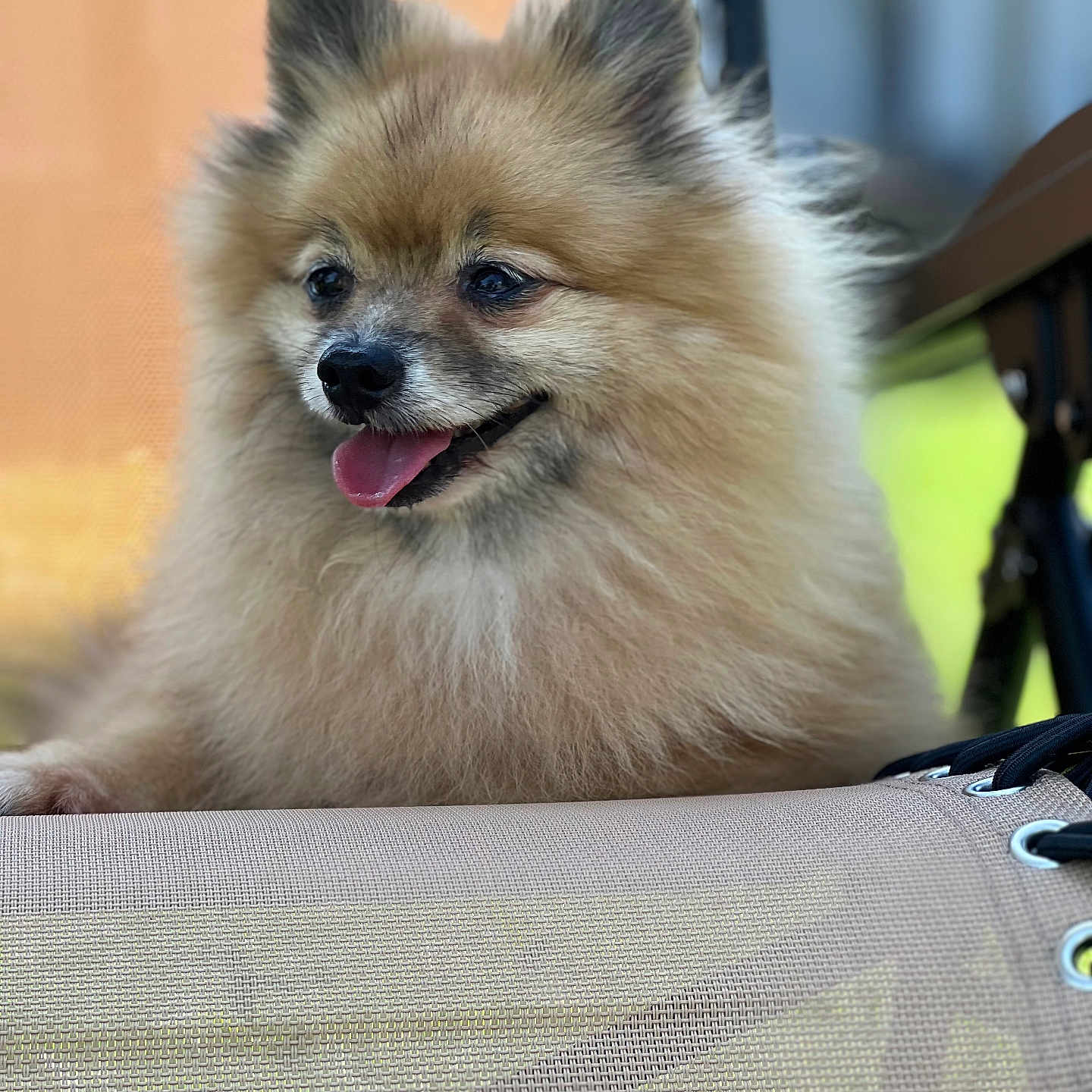 Coco is registered to the contest to win money with this photo: animal, beige, blurred_background, closeup, companion, cute, dog, ears, fluffy, fur, happy, mesh_chair, outdoor, pet, pomeranian, portrait, resting, sitting, small_dog, tongue_out