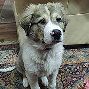 Agos participe au concours pour gagner de l'argent avec cette photo : animal, blanket, canine, carpet, couch, cozy, cute, dog, domestic_animal, floor, fur, furniture, household, indoor, looking_up, pet, puppy, rug, sitting, young_dog