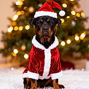 Sookie is registered to the contest to win money with this photo: rottweiler, dog, christmas, santa_hat, santa_clothes, festive, holiday, christmas_tree, lights, bokeh, decorations, fur, black_dog, brown_dog, pet, indoors, carpet, cute, portrait, animal