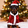 rottweiler, dog, christmas, santa_hat, santa_clothes, festive, holiday, christmas_tree, lights, bokeh, decorations, fur, black_dog, brown_dog, pet, indoors, carpet, cute, portrait, animal
